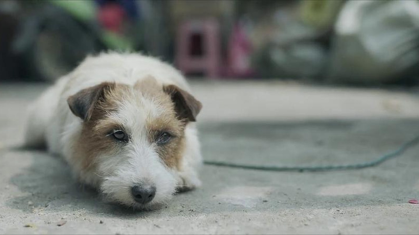 与案件相连的小狗花椒伏在地上