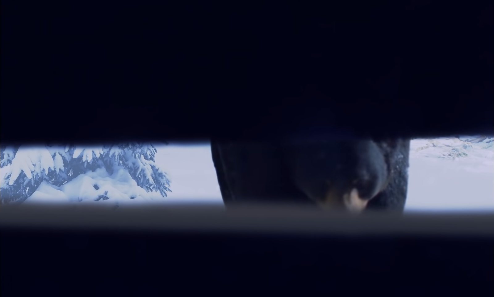 黑熊的鼻口出现在木板窄缝外,远处可见积雪山林